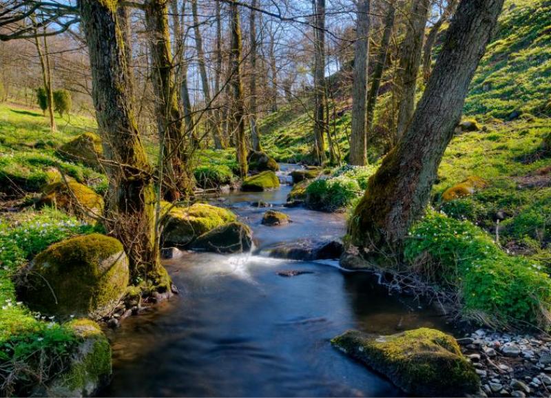 Mountain Stream