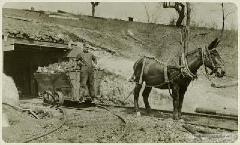 Mule Boy