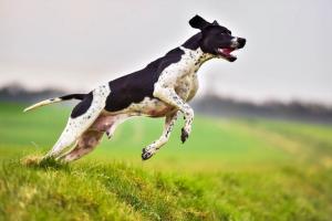 Hunting Dog